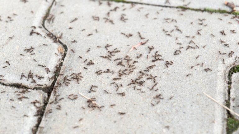 Pest experts swear by this natural method to get rid of ants