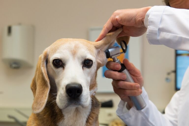 PE taps into veterinary care: 7 deals