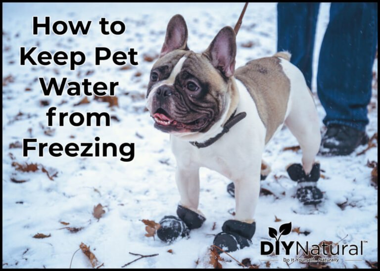 How to Keep Dogs Water From Freezing: And Other Pets Too