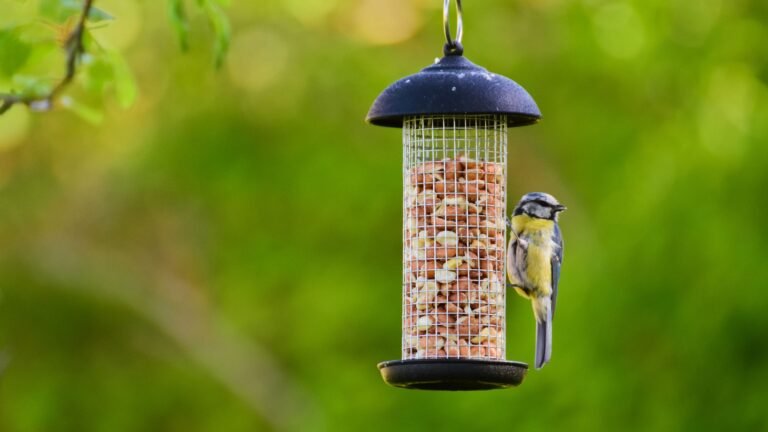 Summer Bird Feeders to Stop Food Spoiling and Keep Rats Away