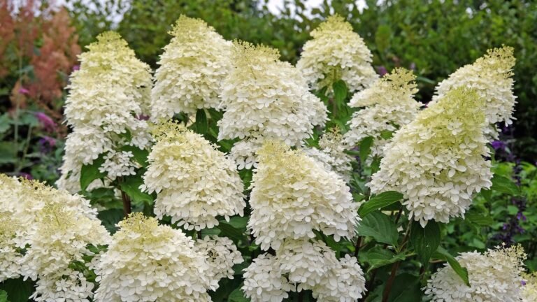 The RHS might move its hydrangeas north because of the heat
