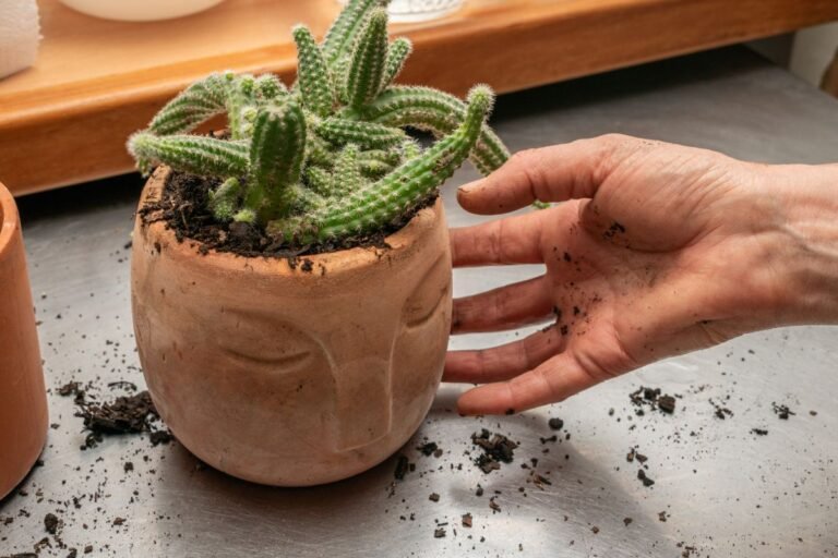 This 1970s Plant Hanger Is Finding Its Way Back Into Homes