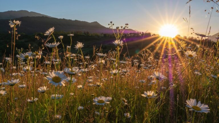Best Golden Hour Blooms – Plant Selection and Garden Design