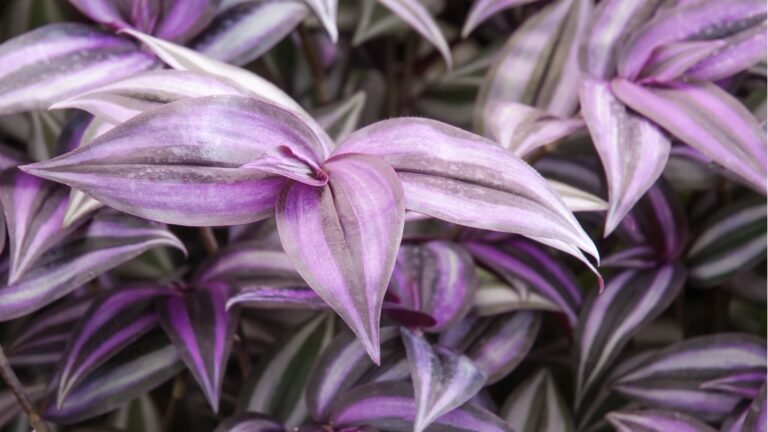 Best purple indoor plants | Real Homes