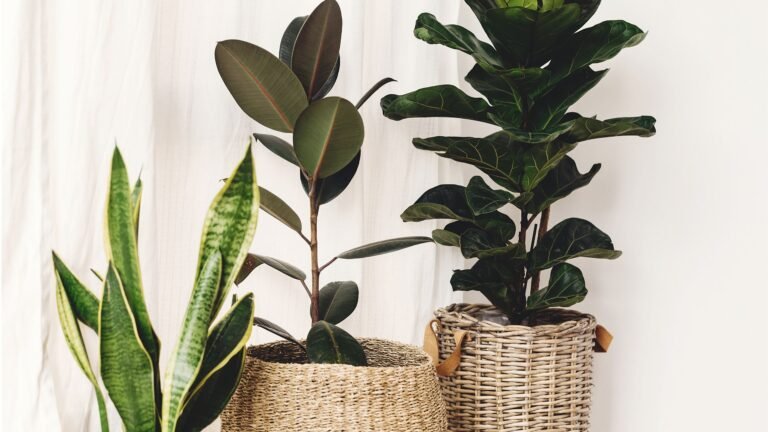 Best fast-growing indoor plants | Real Homes