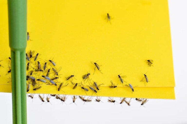 How to Get Rid of Fungus Gnats: 4 Methods That Work