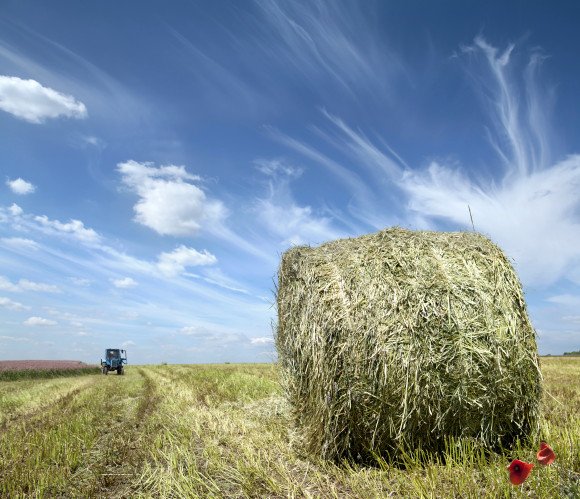 USDA Introduces More Crop Insurance Options for Forage Producers