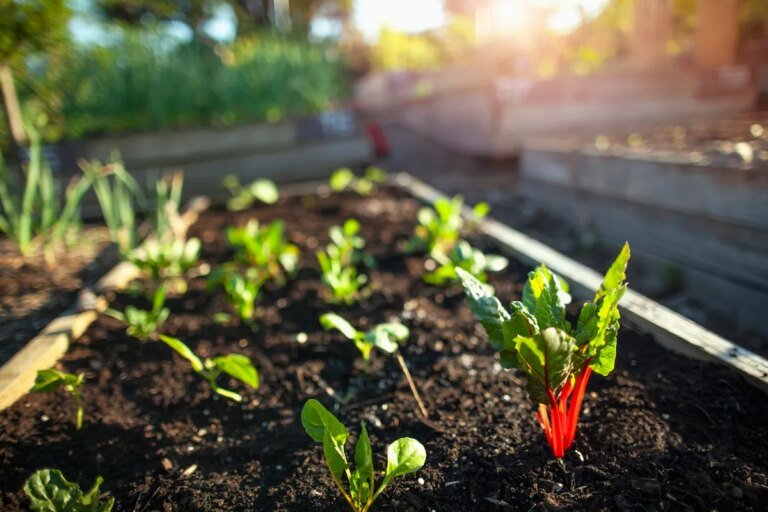 What to Plant in August to Keep Your Garden Growing Through Fall
