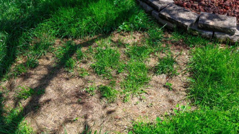 Skip Power Aerators: There’s A Tool That Won’t Damage Soil