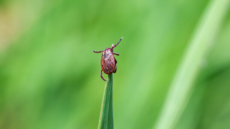 Help Keep Ticks Out Of Your Yard With This Simple Landscaping Fix