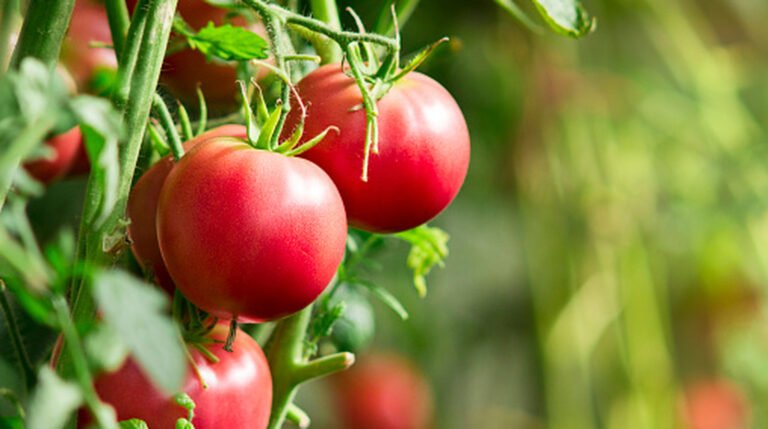 3 Things Your Tomato Plants Need In July To Keep Producing All Summer