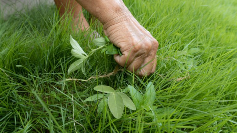 Easier Than Hand Pulling: The Home Depot-Exclusive Tool For Removing Weeds