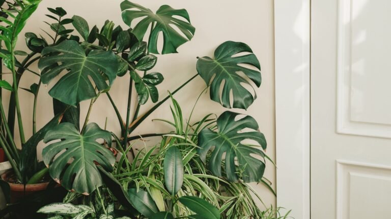 How to propagate monstera in just 5 simple steps