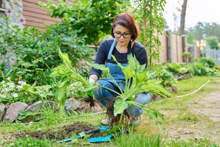 Before You Plant These 6 Garden Favorites, Here’s What Master Gardeners Want You to Know