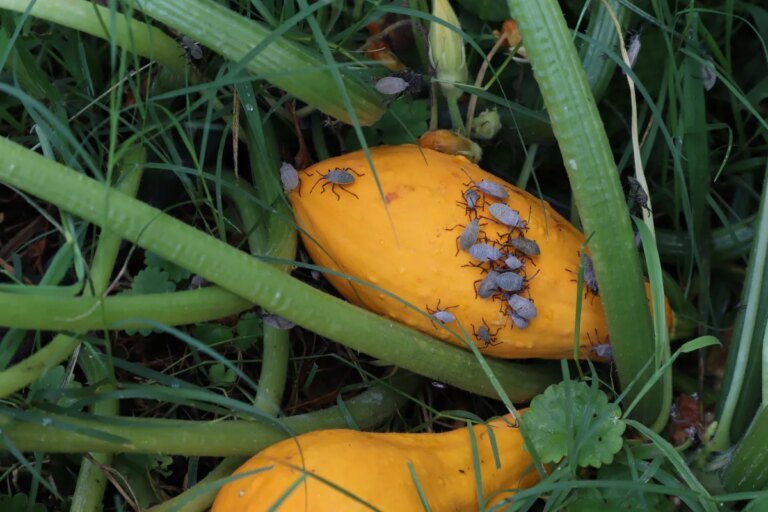 How to Get Rid of Squash Bugs