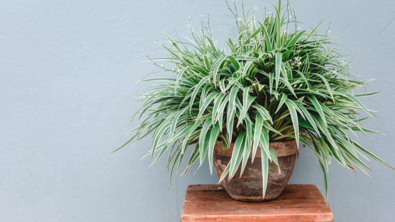 What to Do With a Spider Plant in August: 5 Must Know Tips
