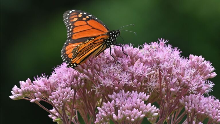 Why Grow Joe Pye Weed for Pollinators? We Tell All