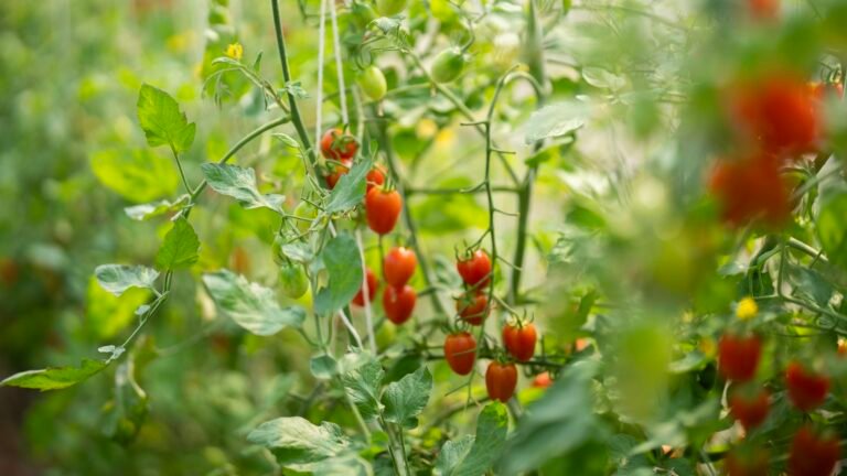 Tomato Hornworms: How to Identify and Combat the Pests