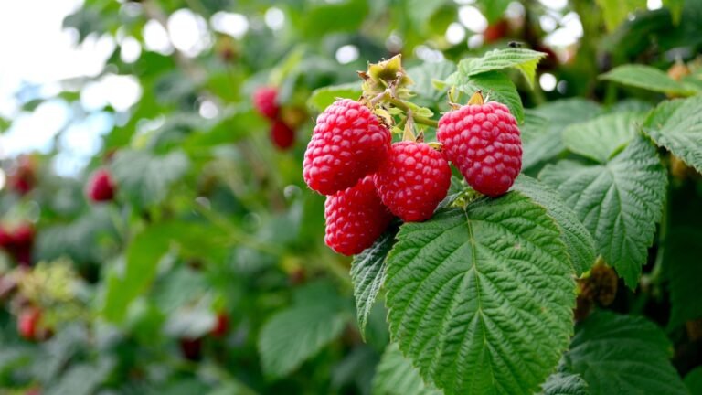What to Do With Raspberry Plants in August – 6 Key Tasks