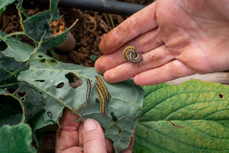 How to Identify and Repel the 20 Worst Garden Pests