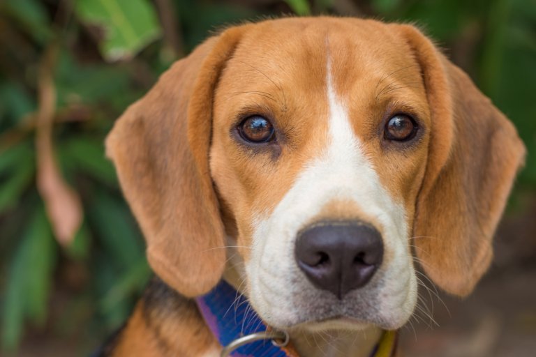 6 Truths About ‘Hypoallergenic’ Pets That Could Save You Thousands