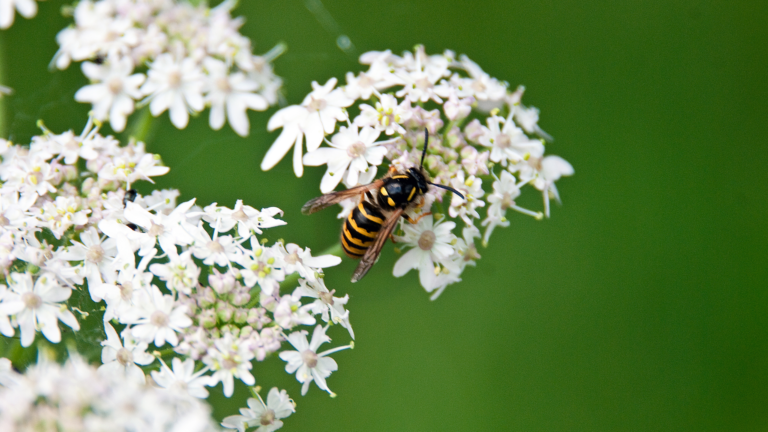 This clever trick will keep wasps away from your BBQ