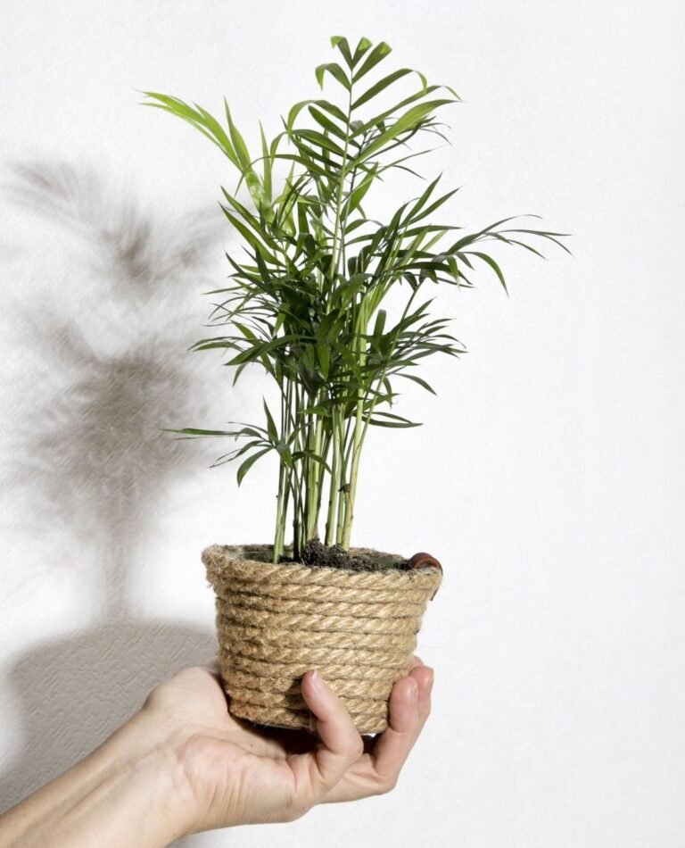 Ditch the Plant Pot: This Japanese Method Wraps the Roots in Moss Instead