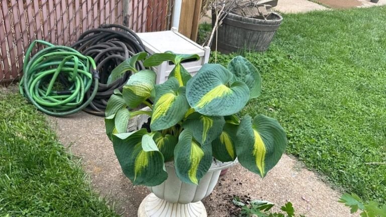 Don’t Buy These Backyard Plants Next Spring, Propagate Them This August