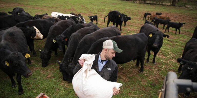 Record beef prices are minting fortunes for ranchers—but straining the farmers who fatten the cattle