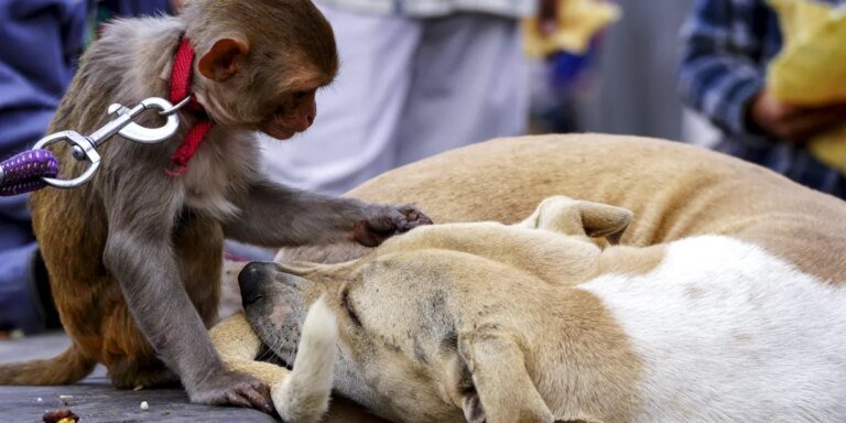 427 cases going back 50 years show monkeys keep pets, too — shedding a light on the origins of animal friendship