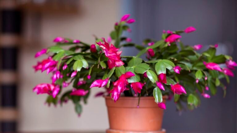 What Your Christmas Cactus Needs in August for Holiday Blooms