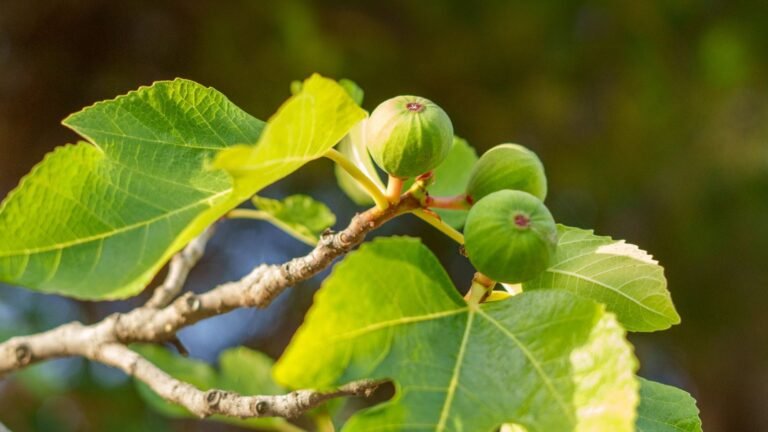 7 Fruit Trees That Thrive on Neglect for Easy Plants