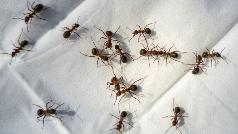 You’re accidentally doubling the number of ants in your garden