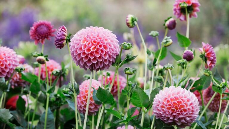 7 Dahlia Care Jobs to Do in August for More Blooms Until Frost