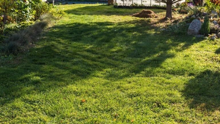 Your Neighbor May Think Your Unmowed Lawn Needs Help. You May Want It That Way
