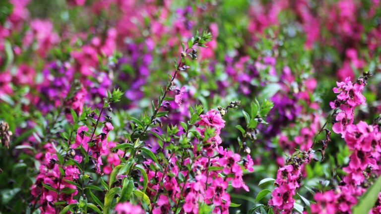 Growing Angelonia In Pots For Summer-Long Color