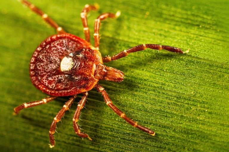 Doctor Says Cases of This Deadly Tick-Borne Virus May Go Undetected