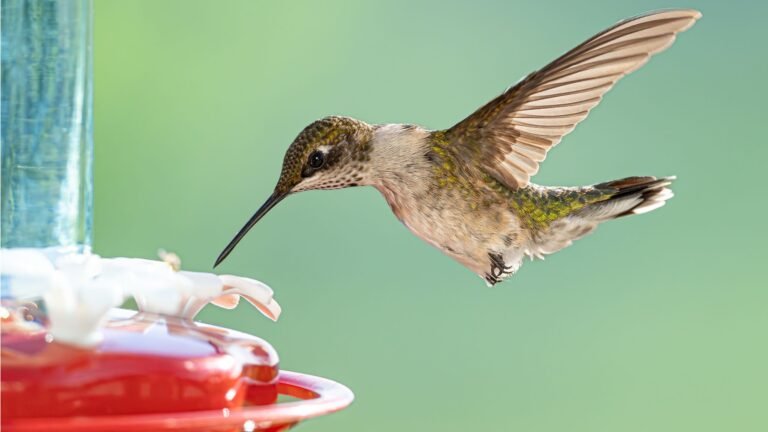 These Amazon Ant Moats Keep Hummingbird Feeders Clean