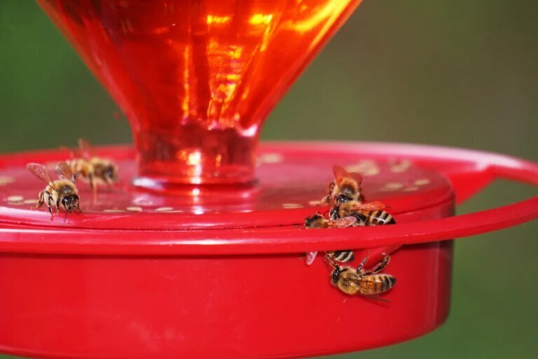 How to Keep Bees Away from Hummingbird Feeders
