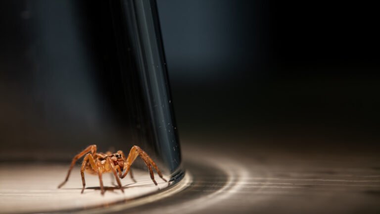 Brown Recluse Vs. Wolf Spider: How To Easily Tell The Difference
