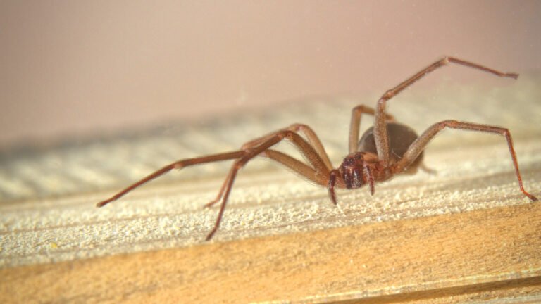 What Spider Looks Like A Brown Recluse? Meet The Cellar Spider