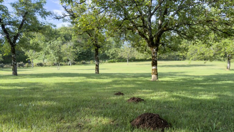 Mole Vs. Vole Holes: How To Identify Which Pest Is In Your Yard