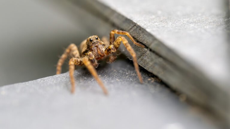 Wolf Spiders Don’t Spin Spider Webs: Here’s What You’re Actually Seeing