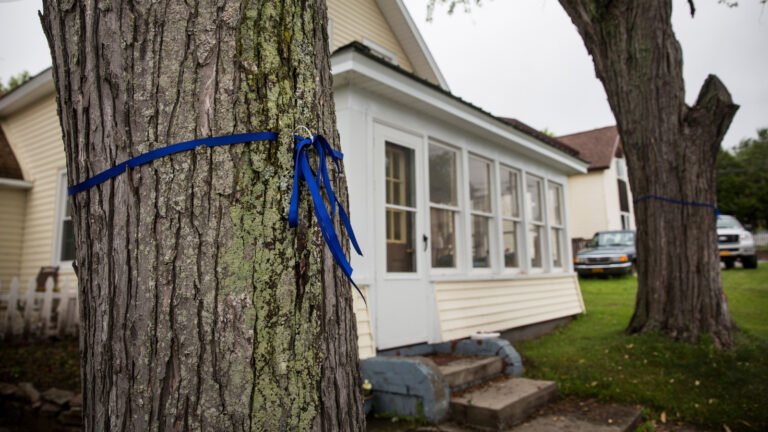 What Do Blue Ribbons On Trees Mean?