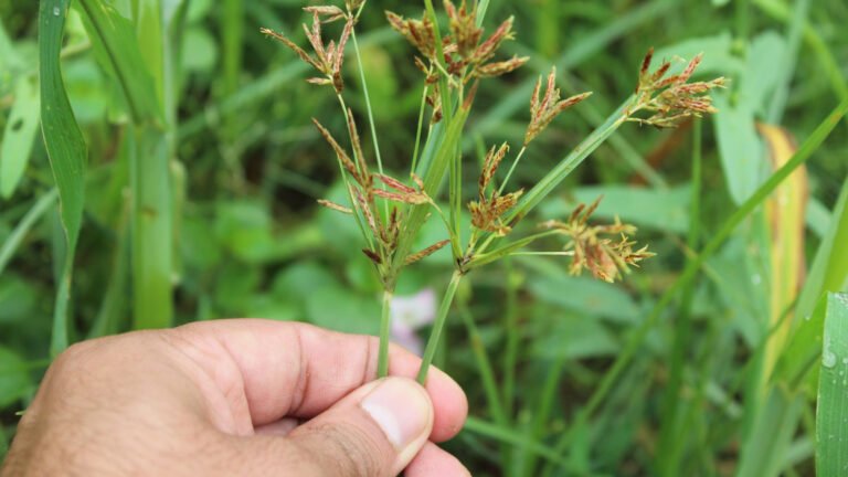 What To Do If Your Landscape Beds Are Infested With Nutsedge