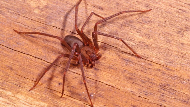 Brown Recluse Vs. House Spider: How To Easily Tell The Difference