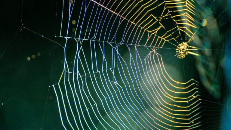 What Type Of Spider Web Is In My Home And Yard?
