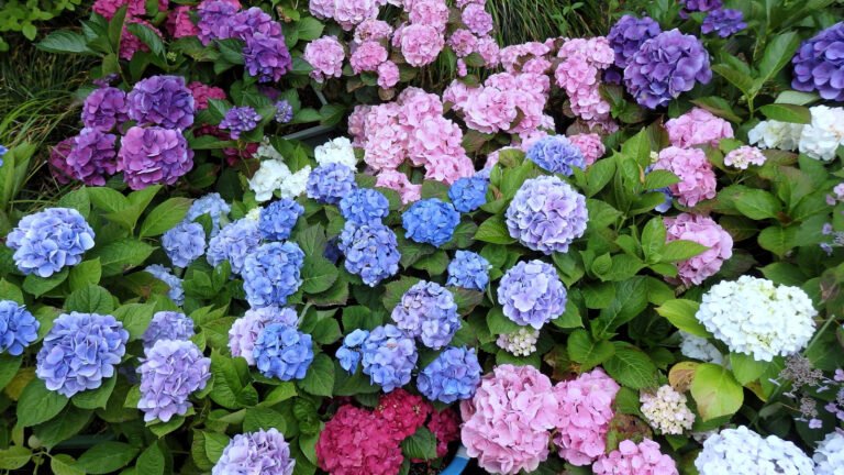 What Is The 1/3 Rule For Perfect-Looking Hydrangeas?