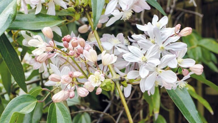 All About Clematis Wilt: Signs and How to Treat It