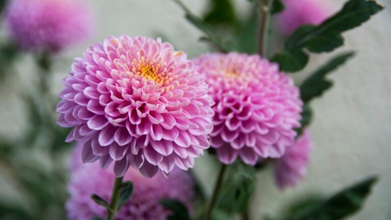Why, How, and When to Disbud Chrysanthemums for Big Blooms
